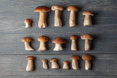 Porcini ya da ahşap masada beyaz mantar. Düz yatıyordu. Üst görünüm.