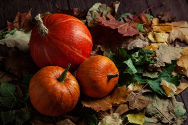 Balkabakları kötü bir ruh halinde yeşilliklerin üzerinde yatıyorlar. Kopyalama alanı olan üst görünüm.