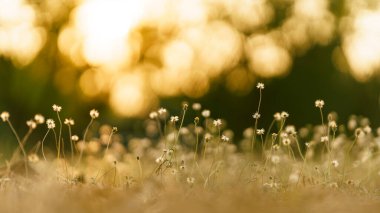 Palto düğmeleri ya da Meksika papatyası altın gün batımının batımına karşı. Kuraklığa müsamaha gösteren bir bitki..