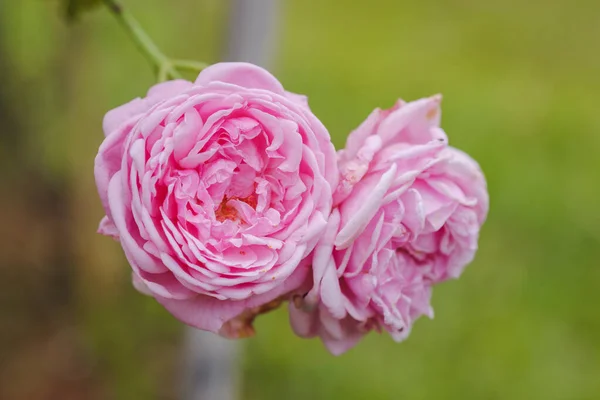 Close Pink Roses Green Leaves Background Outdoor Garden — Stock Photo, Image