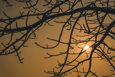 Sonbahar güneşli ağaç dallarının silueti.