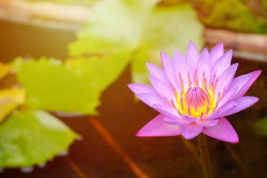 Nilüfer yaprakları ve mor, banyoda sarı mantarlar, boşluğu kopyala..