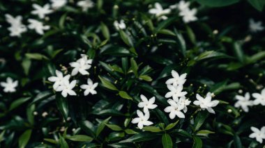 Gerdenia Crape Jasmine yeşil yapraklı. Seçici odak.