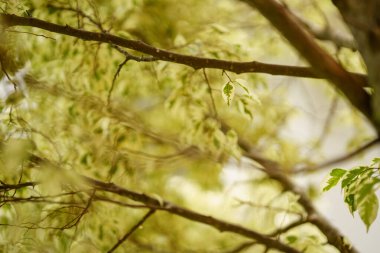 Dalın üzerinde açık yeşil yapraklar var. Seçici odak.