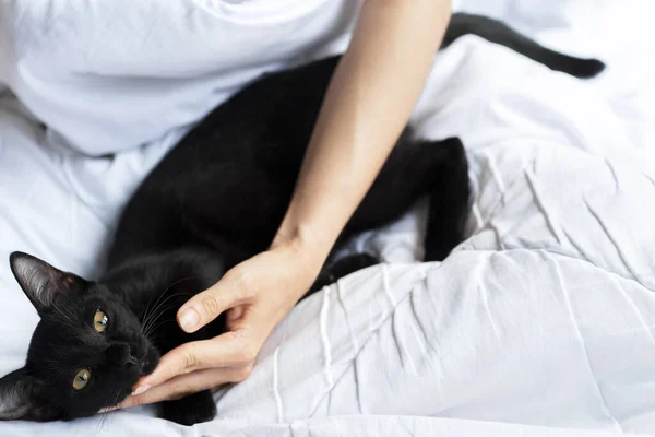 Siyah Taylandlı bir kedi rahat bir şekilde uzanıyor ve beyaz bir yatakta sarılmış bir kadının eliyle kameraya bakıyor..