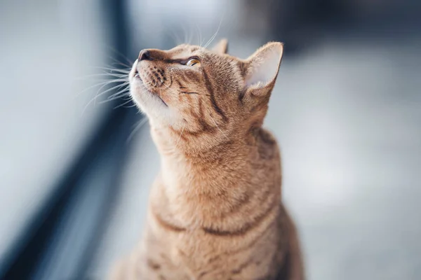 Thai Gatto Strisce Guarda Fino Vedere Qualcosa Casa — Foto Stock