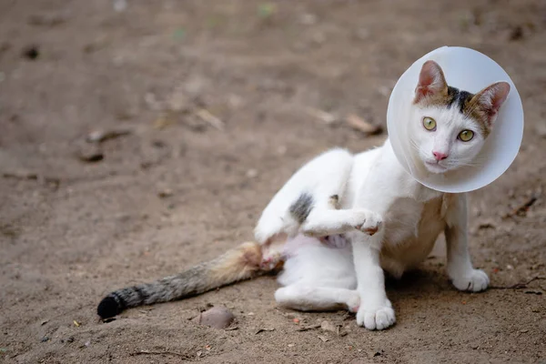 Chat Porte Collier Pour Éviter Lécher Plaie Après Stérilisation Neutralisation — Photo