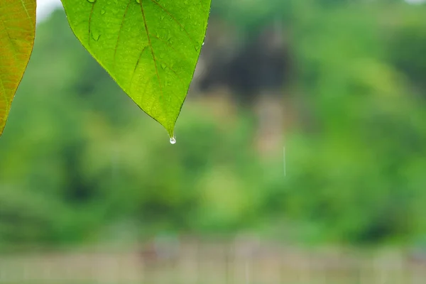 Close Leaf Raindrops Leaves Blurred Nature Background — Stock Photo, Image