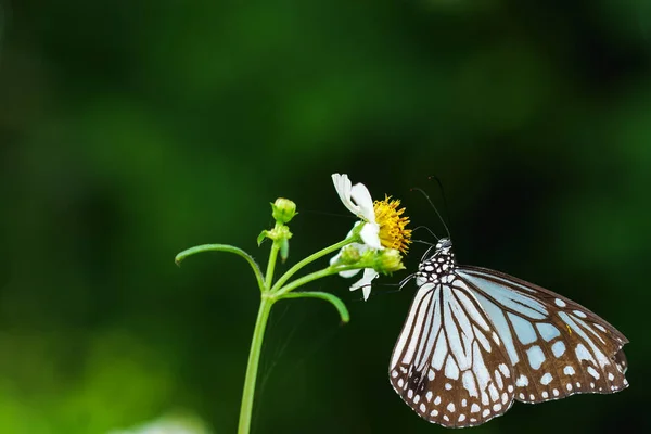 Gros Plan Papillon Sucer Nectar Boutons Manteau Fleurs Mexicaines Fleurs — Photo