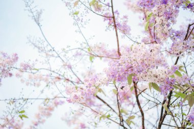 Tayland Bungor (Lagerstroemia loudonii Teijsm) Tayland 'da güzel çiçekler beyaz ve mordur. Nakhon Sawan vilayeti olarak yol boyunca ekilmesi çok popüler..