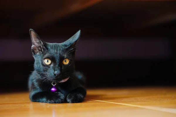 Gato Negro Ojos Amarillos Sienta Suelo Mira Cámara — Foto de Stock