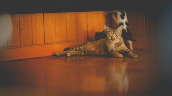 Gatto Madre Gattini Sul Pavimento Legno — Foto Stock