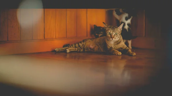 Gatto Madre Gattini Sul Pavimento Legno — Foto Stock