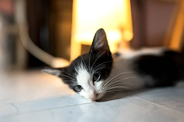 Gatto Malato Giaceva Debolmente Sul Pavimento Con Sguardo Fisso Immobile — Foto Stock