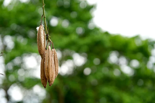 Weiße Seide Baumwollbaum Oder Ceiba Baum Ist Eine Braune Frucht — Stockfoto