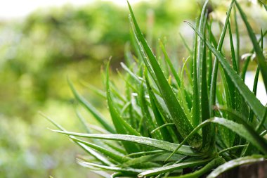 Aloe vera veya Star cactus (Aloe vera (L) Burm. Doğanın bulanık arka planıyla. Tayland bitkileri cilt tedavisinde kullanılır..