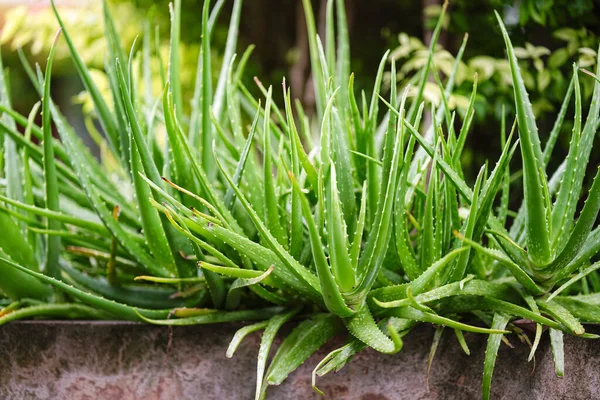 Aloe vera veya Star cactus (Aloe vera (L) Burm. Bahçede yeşildir. Tayland bitkileri cilt tedavisinde kullanılır..