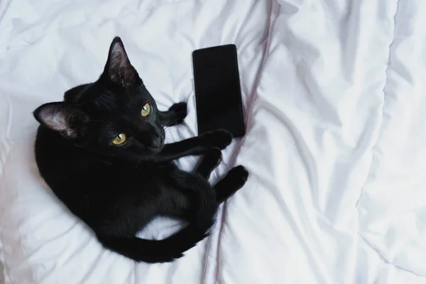 Gatto Nero Seduto Guardare Fotocamera Sul Letto Bianco Con Telefono — Foto Stock