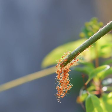 Kırmızı dokumacı karıncalar takım çalışması. Ekip gücünden biraz güç al. Harika bir iş çıkardın..