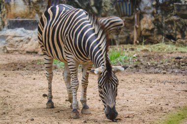 Zebra Dusit Hayvanat Bahçesi 'nde ot yiyor. Bangkok, Tayland.