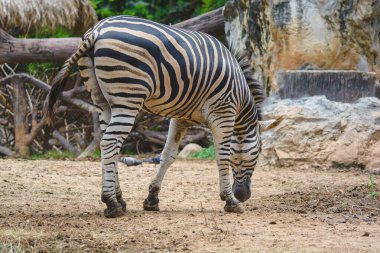 Zebra Dusit Hayvanat Bahçesi 'nde ot yiyor. Bangkok, Tayland.