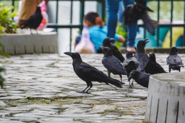 Kargalar hayvanat bahçesini ziyaret eden insanlardan yiyecek arıyorlar..