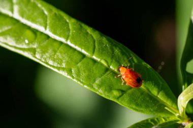 Yeşil yaprağın üzerindeki kırmızı cucurbit böceğinin yakın plan resmi bulanık arkaplanlı.
