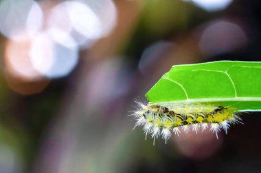 Parasa lepida (ısırgan otu tırtılı ya da mavi çizgili ısırgan otu larvası), Limacodidae familyasından bir kelebek türü. Arka plandaki yapraklardaki yeşil solucan bulanıklaştı..