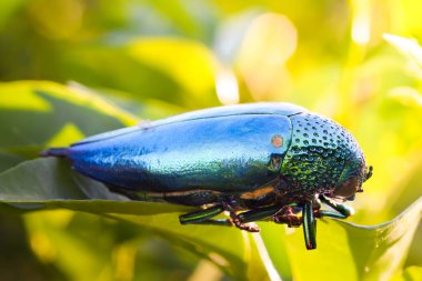 Mücevher böceği Buprestidae onların üzerine su damlatan bir böcek ailesidir..