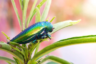 Mücevher böceği ya da metal tahta-sıkıcı böcek suyu üzerlerine düşer. Buprestidae, Tayland ormanlarından bir mücevher olarak parlak kanatları olan dünyanın en güzel böceklerinden biridir..