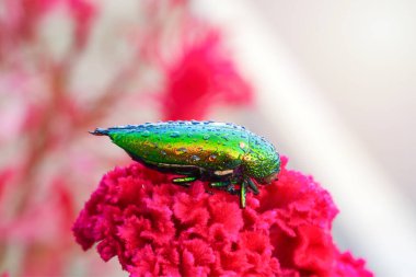 Buprestidae (Jewel Beetle) su damlaları kırmızı çiçek arka planında güzel bir böcek familyasıdır..