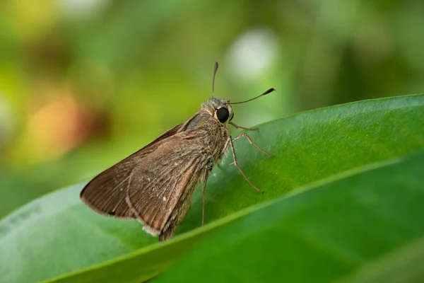 Ocola Skipper Nossa Borboleta Mais Pequena Com Asas Castanhas Escuras — Fotografia de Stock