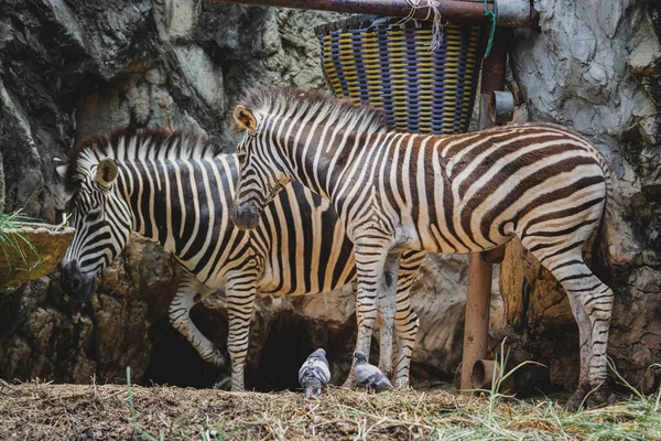 Zebra Portrait Dusit Zoo Grasslands Bangkok Thailand — Stock Photo, Image