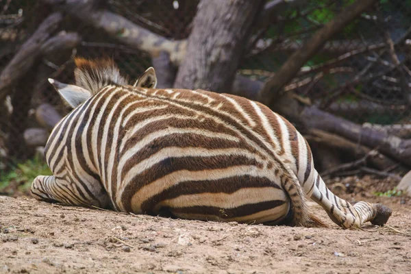 Zebra Dusit Hayvanat Bahçesinde Uyuyor Bangkok Tayland — Stok fotoğraf