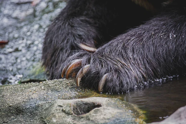 Zamknij Łapę Niedźwiedzia Pazurami Czarny Niedźwiedź Ursus Thibetanus Relaksujący Się — Zdjęcie stockowe