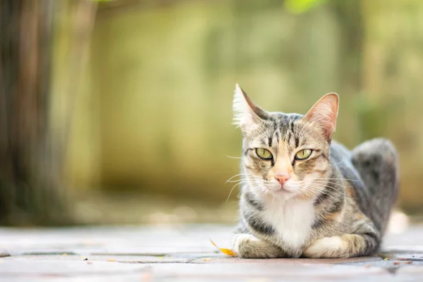Cerrado Gato Tailandés Con Patrón Tigre Está Buscando Algo Tailandia — Foto de Stock