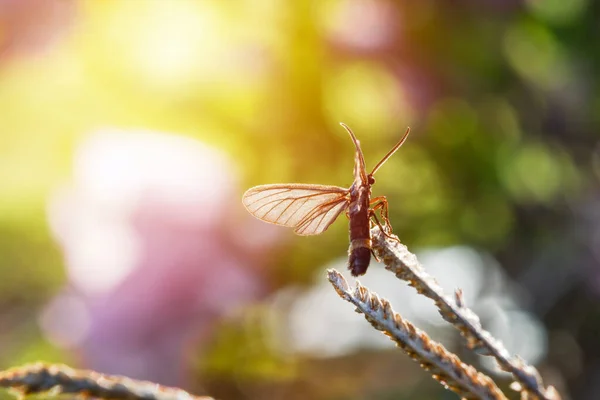 Close up of Small insect sitting on a foliage with a beautiful natural blurred background.