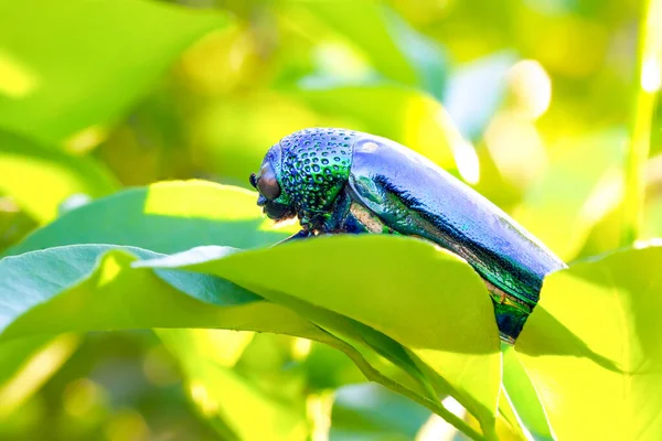 Jewel Beetle Buprestidae Water Drops Them Uma Família Besouros — Fotografia de Stock