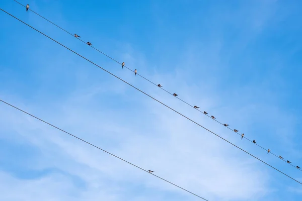 Relaxing Bird Electric Wire Clear Sky Sunset — Stock Photo, Image