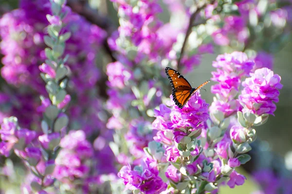 Purpurroter Salbei-Königinnen-Schmetterling — Stockfoto