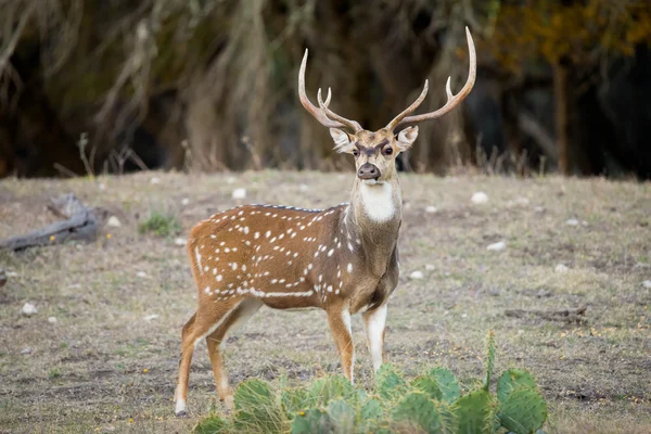 axis spike deer axis spike deer