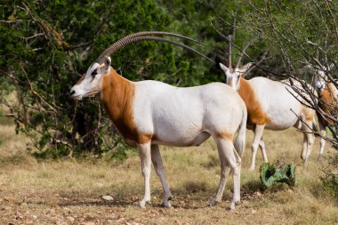 Scimitar Horned Oryx Bull Standing clipart