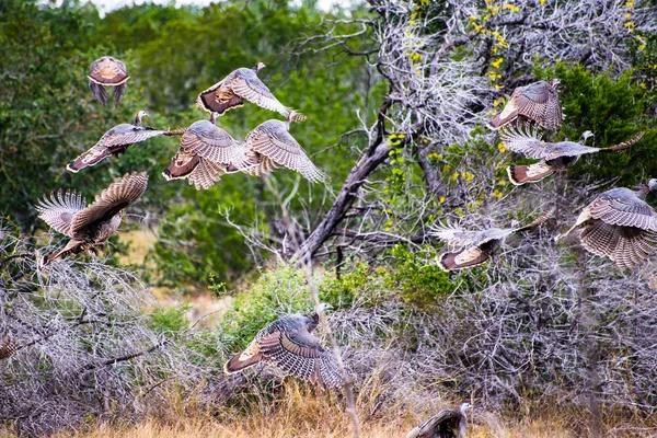 Flying Texas Turkeys — Stock Photo, Image
