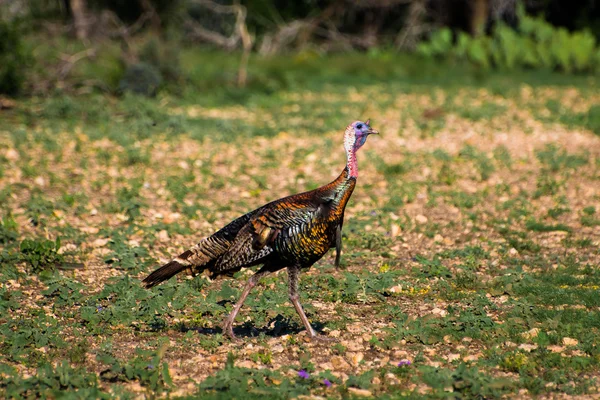 Lebendige texas turkey walking — Stockfoto