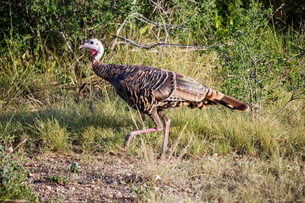 Texas truthahn hen walking — Stockfoto