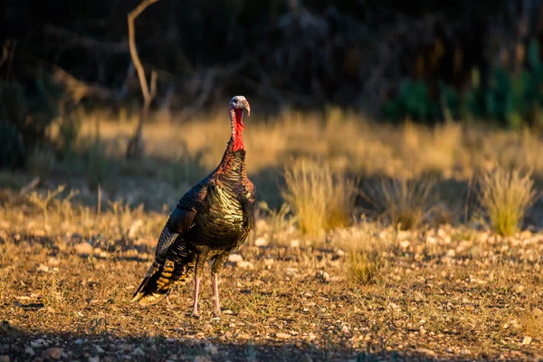 Texas Truthahn in Alarmbereitschaft — Stockfoto