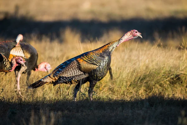 Texas Turkey Standing — Stock Photo, Image