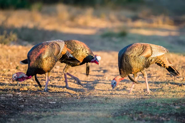 Tres pavos —  Fotos de Stock