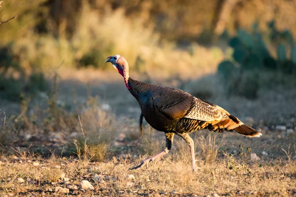 Texas Turkiet snabbt gå — Stockfoto