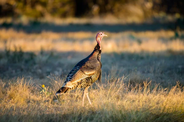 Texas Turkiet promenader i beredskap — Stockfoto